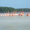 Zdjęcie z Meksyku - flamingi karmazynowe