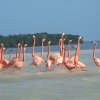 Zdjęcie z Meksyku - flamingi
