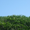 Zdjęcie z Meksyku - pelikany