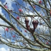 Zdjęcie z Meksyku - drzewo kwitnie