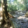Zdjęcie z Meksyku - ruinki w dżungli