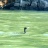 Zdjęcie z Meksyku - pierwszy kormoran