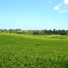 Zdjęcie z Indonezji - Pola ryzowe w drodze z Legian do Tanah Lot