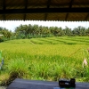 Zdjęcie z Indonezji - Pola ryzowe w sasiedztwie plantacji kawy