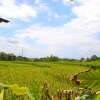 Zdjęcie z Indonezji - Rosnie ryz