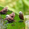 Zdjęcie z Indonezji - Poidlo dla ptakow na plantacji kawy