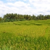 Zdjęcie z Indonezji - Pola ryzowe w Tanah Lot