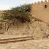 Zdjęcie z Omanu - drzewko w skale Fortu...- bardzo mocno chce żyć....
