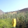 Zdjęcie z Meksyku - kaktusy