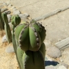 Zdjęcie z Meksyku - kaktusowy owad