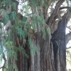Zdjęcie z Meksyku - najstarsze drzewo
