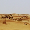 Zdjęcie z Omanu - jeszcze pstryk z pustyni mijanej po drodze....