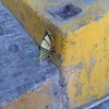Zdjęcie z Meksyku - motylek