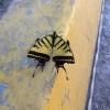 Zdjęcie z Meksyku - meksykański motyl