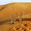 Zdjęcie z Zjednoczonych Emiratów Arabskich - pustynia Al Rab Al Khali-  jak to pustynia - przepiękna, wielka piaskownica...
