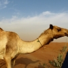 Zdjęcie z Zjednoczonych Emiratów Arabskich - człowiek i camel na pustyni Al rab al Khali