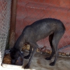 Zdjęcie z Meksyku - pies bez sierści