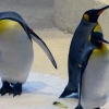 Zdjęcie z Zjednoczonych Emiratów Arabskich - pingwin nie powinien mieszkać w Emiratach...