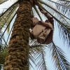 Zdjęcie z Zjednoczonych Emiratów Arabskich - taki sam akrobata wspinał się identycznie w Maroku, 