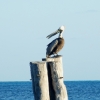 Zdjęcie z Meksyku - pelikan brunatny