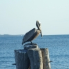 Zdjęcie z Meksyku - pelikan brunatny