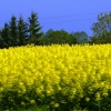 Zdjęcie z Polski - rzepakowe żółtości po drodze