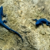 Zdjęcie z Włoch - bardzo rzadka niebieska jaszczurka; endemit zamieszkujący Capri