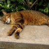 Zdjęcie z Włoch - kocia sjesta :)