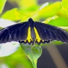 Zdjęcie z Indonezji - Motyl "upolowany" w ogrodach Pura Dalem Kahyangan