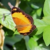 Zdjęcie z Indonezji - I jeszcze jeden motylek