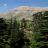 Zdjęcie z Libanu - Cedry