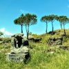 Zdjęcie z Włoch - zbocza Parku Narodowego Wezuwiusza
