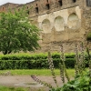 Zdjęcie z Włoch - wszędobylskie akanty w cieniu Pompei