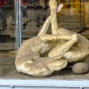Zdjęcie z Włoch - pies z Pompei