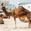 Zdjęcie z Kataru - Wielbłądziarnia przed bazarem Souq Waqif