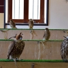 Zdjęcie z Kataru - Targ sokolow i innych ptakow lownych