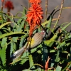 Zdjęcie z Australii - Koralicowiec czerwony spija nektar z kwiatu aloesu