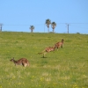 Zdjęcie z Australii - Stado kangurow z zaadoptowanym przez nie kozlem