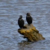 Zdjęcie z Australii - Para kormoranow bruzdodziobych