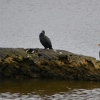 Zdjęcie z Australii - Dwa kormorany bruzdodziobe i kormoran bialolicy
