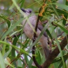 Zdjęcie z Australii - Fletnik szary - pieknie spiewajacy ptak o glosie podobnym do wilgi