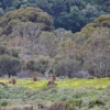 Zdjęcie z Australii - kangury