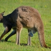 Zdjęcie z Australii - Kangur demonstruje swije klejnoty :)
