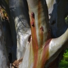 Zdjęcie z Australii - Ciekawy gatunek eukalitusa