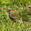Zdjęcie z Australii - Krasnogonek czerwonobrewy