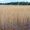 Zdjęcie z Polski - Rosnie dorodna pszenica