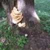 Zdjęcie z Polski - grzybobranie w parku