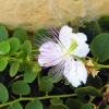 Zdjęcie z Malty - kwitnące kapary 