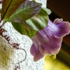 Zdjęcie z Polski - kieliszek, czyli kwitnąca kobea, na którą mój małż mówi: kobyła:) 
