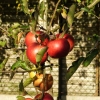 Zdjęcie z Polski - owocowy spacerek po sadzie